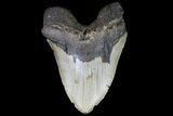 Fossil Megalodon Tooth - + Foot Shark #75537-1
